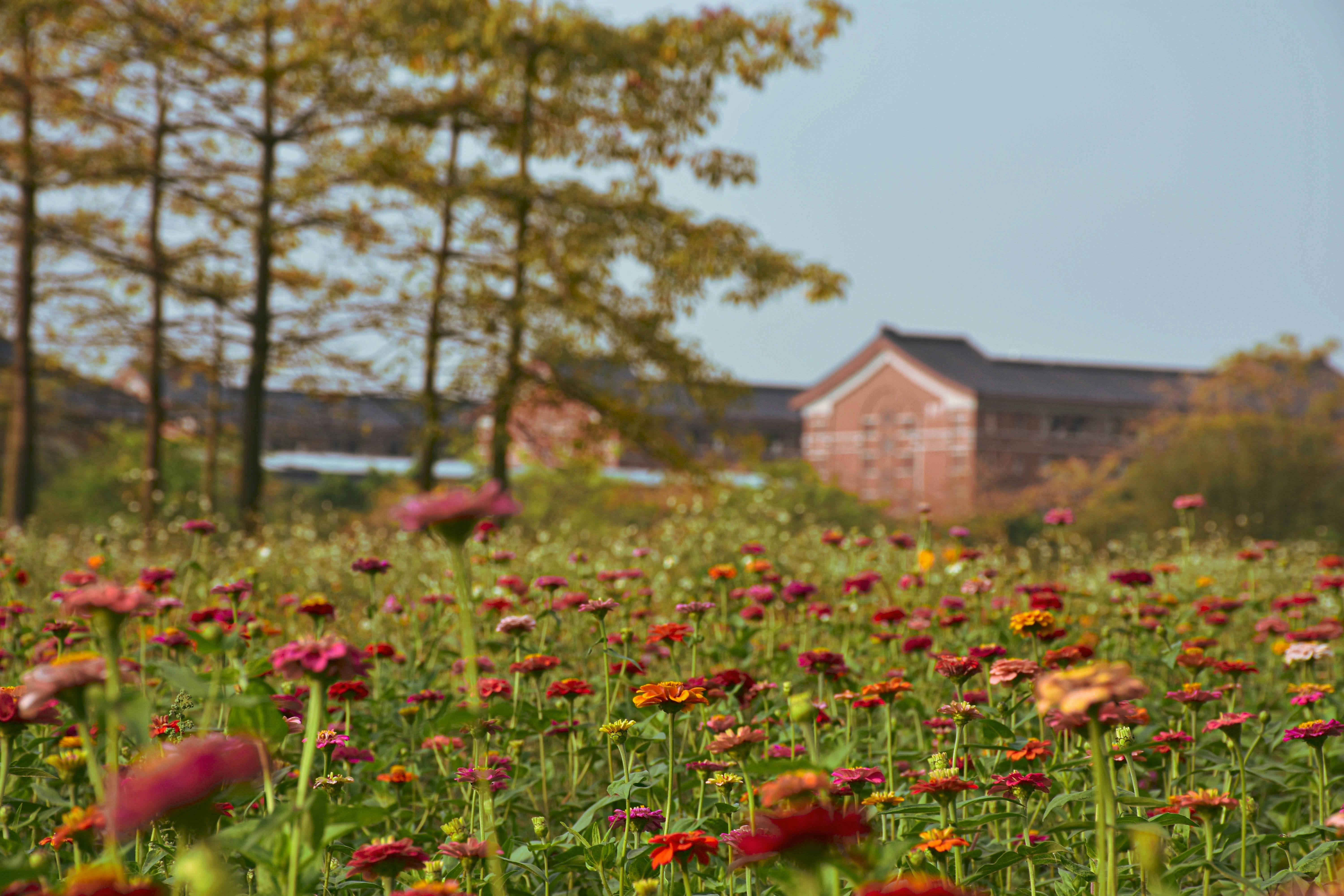 Beautiful wildflower field representing growth and natural care